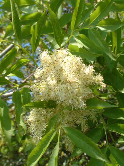  Image name: orniello3.jpg 
 width: 413 pixel 
 height: 550 pixel 
 Size: 48114 bytes 
 Click to enlarge 